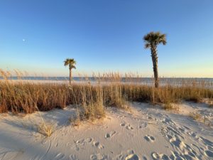 Beach with palm trees grass things to do on the Mississippi Gulf Coast