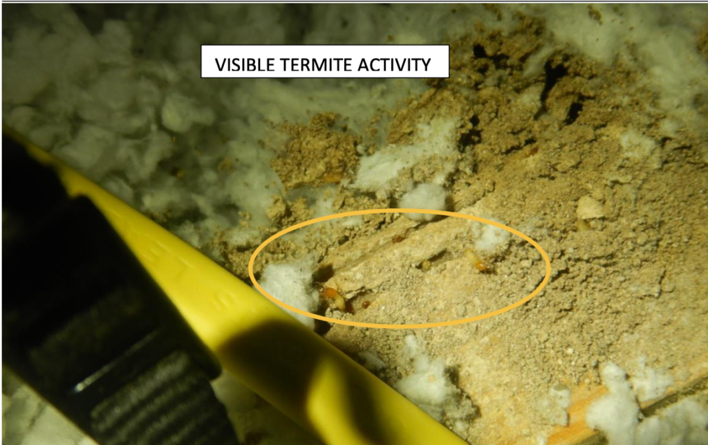 Millennial: Your first house termite damage