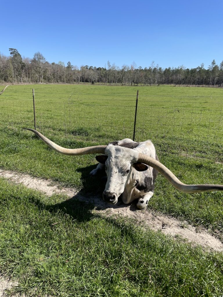 longhorn cattle