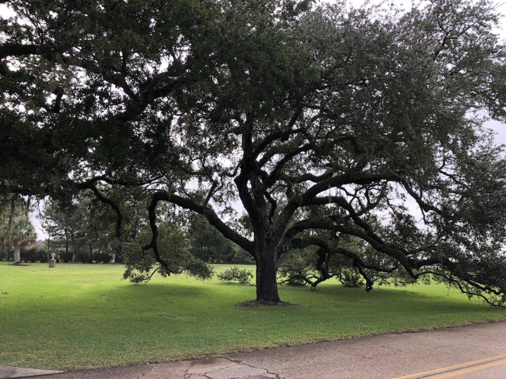 dragging the ground live oak tree