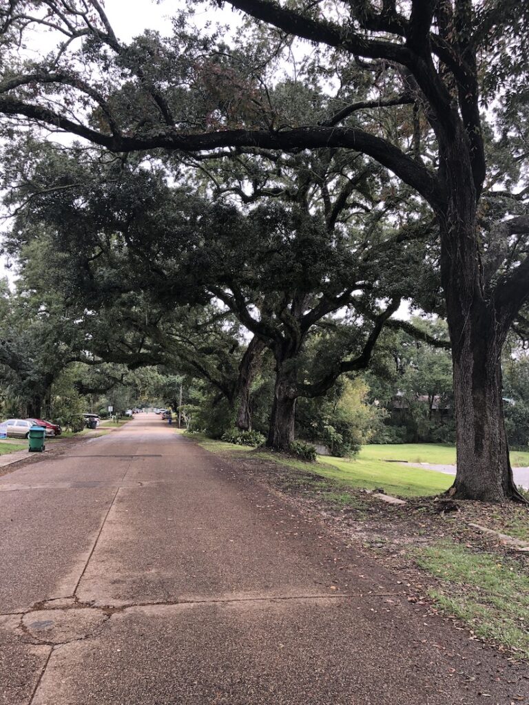 live oak trees lining mississippi gulf coast street