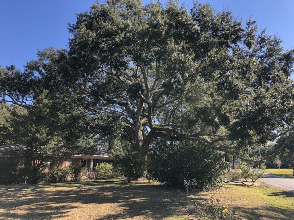 great live oak tree