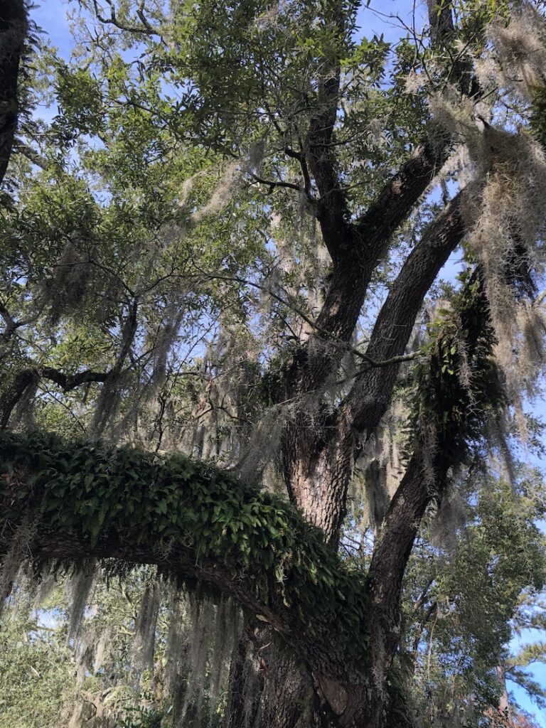 Live oak with moss