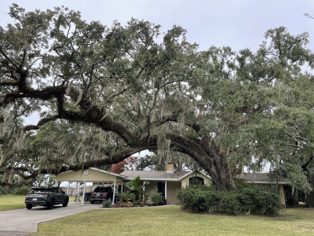 live oak extending out